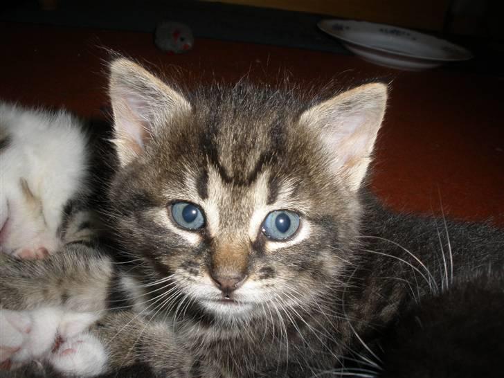 Huskat Ponyo's Yuki (Solgt) - D. 27/9-10 - Foto: SR billede 14