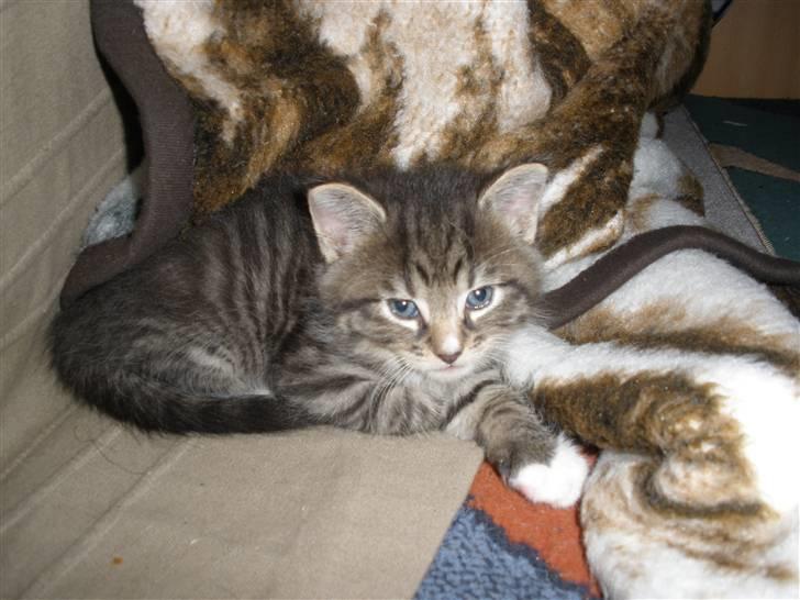 Huskat Ponyo's Yuki (Solgt) - D. 27/9-10 - Foto: SR billede 15