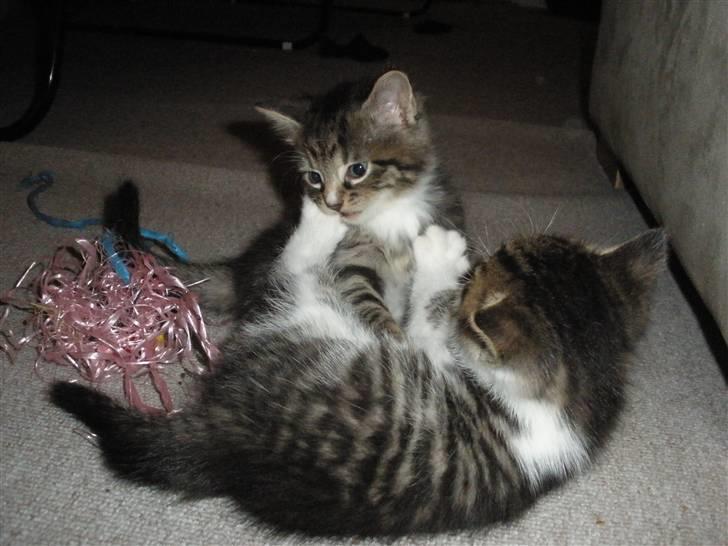 Huskat Ponyo's Yuki (Solgt) - D. 1/10-10 - Foto: SR billede 16