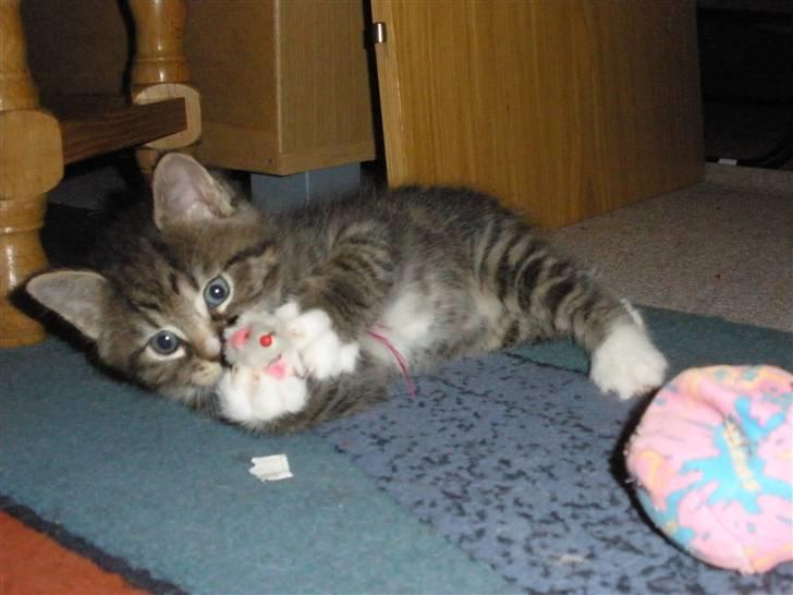 Huskat Ponyo's Yuki (Solgt) - D. 1/10-10 - Foto: SR billede 17