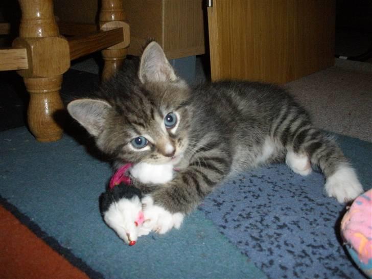 Huskat Ponyo's Yuki (Solgt) - D. 1/10-10 - Foto: SR billede 18