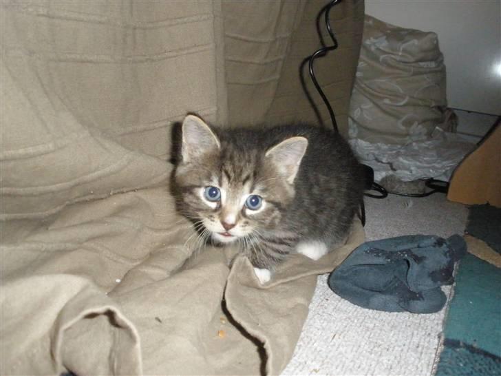 Huskat Ponyo's Yuki (Solgt) - D. 1/10-10 - Foto: SR billede 19