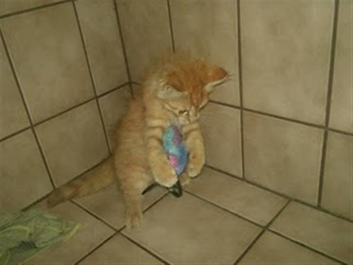 Blanding af racer Lion - love you din skøre killing billede 4