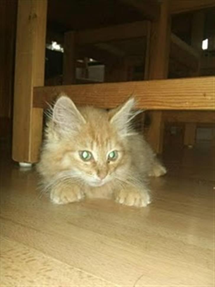 Blanding af racer Lion billede 5