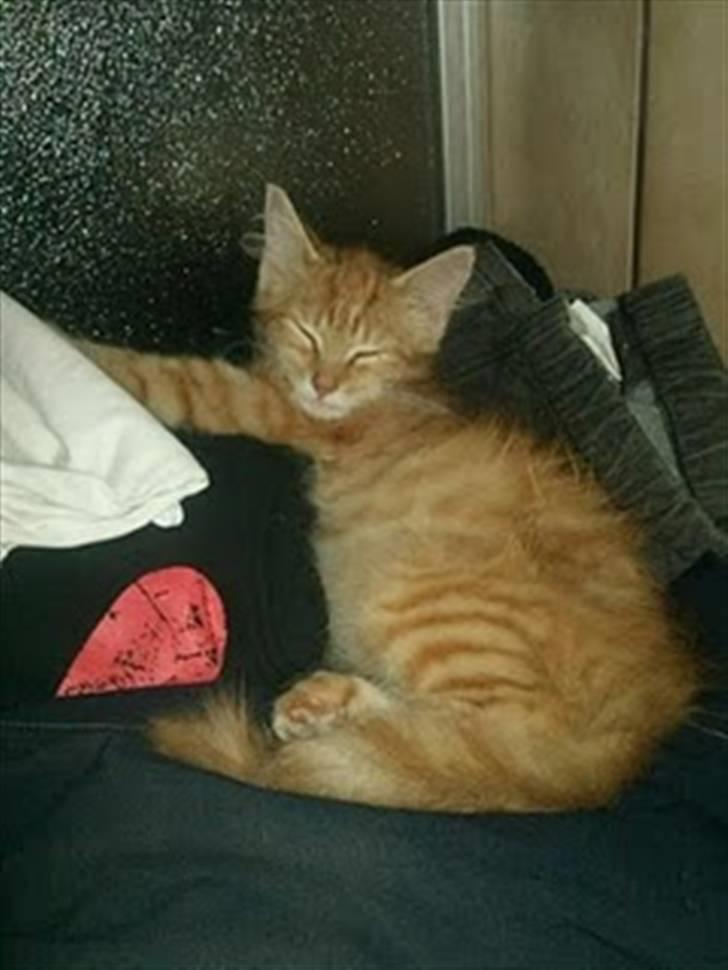 Blanding af racer Lion billede 6