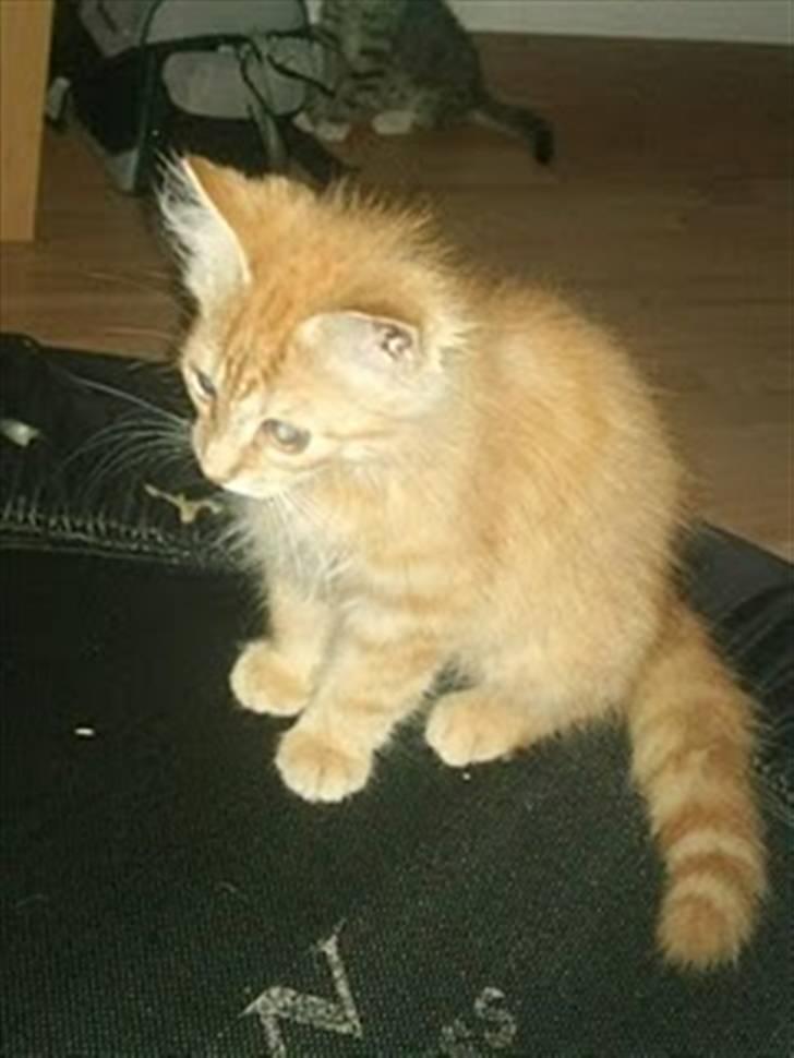 Blanding af racer Lion billede 7