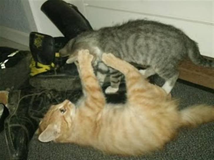 Blanding af racer Lion billede 8