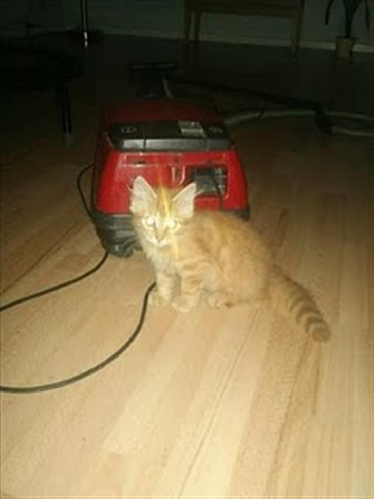 Blanding af racer Lion billede 9