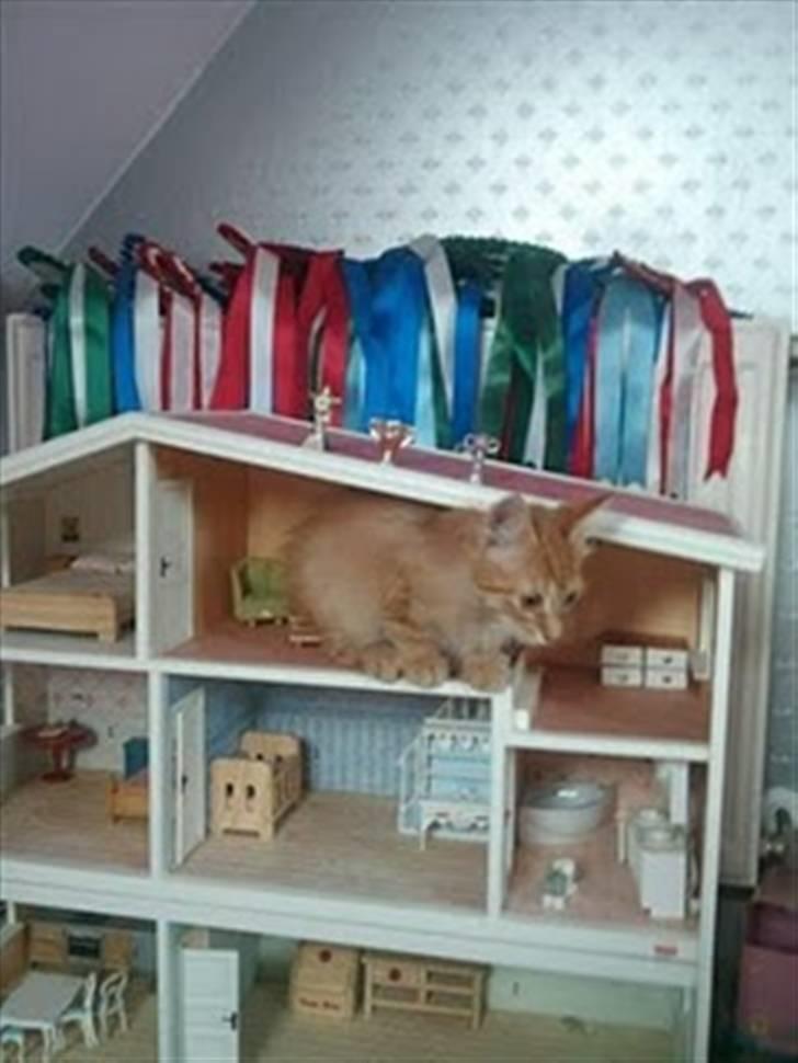 Blanding af racer Lion billede 11