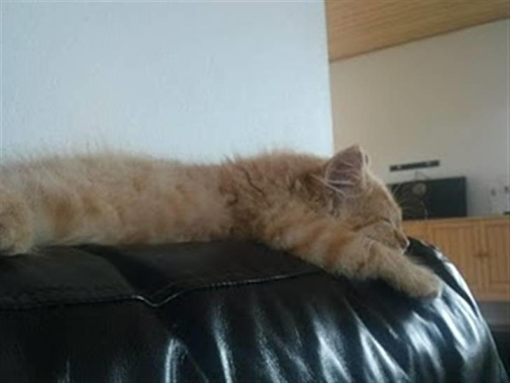 Blanding af racer Lion billede 12