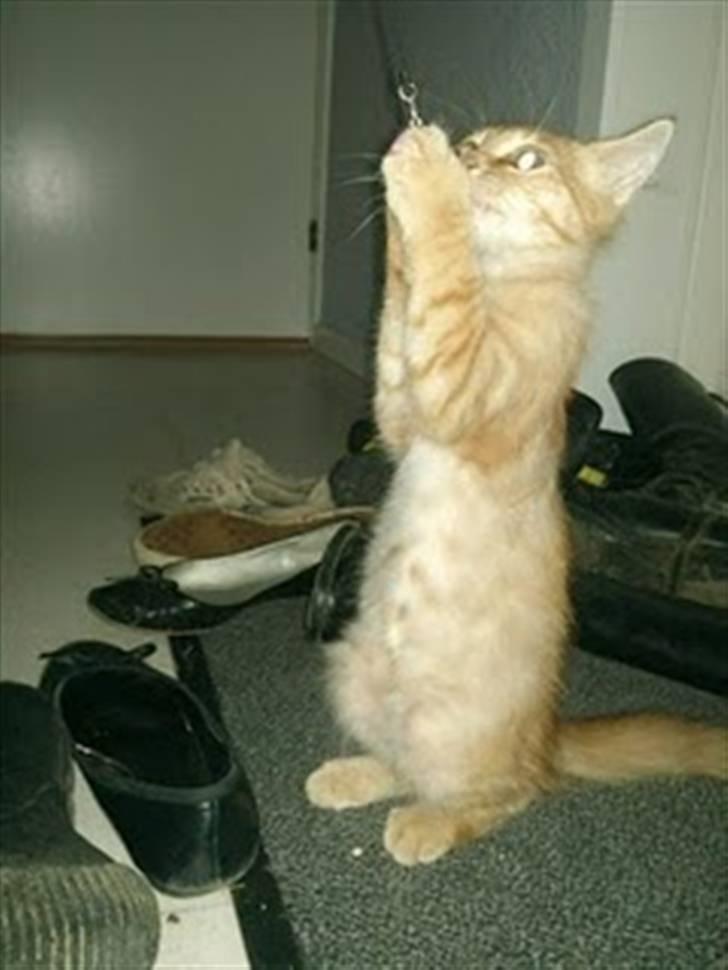 Blanding af racer Lion billede 13