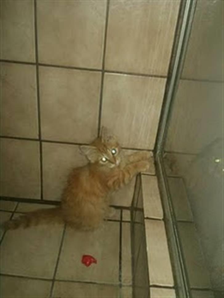 Blanding af racer Lion billede 17