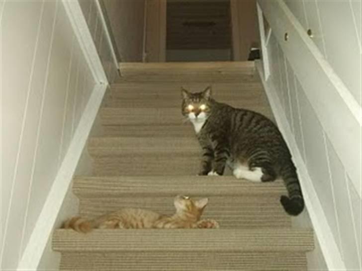 Blanding af racer Lion billede 18