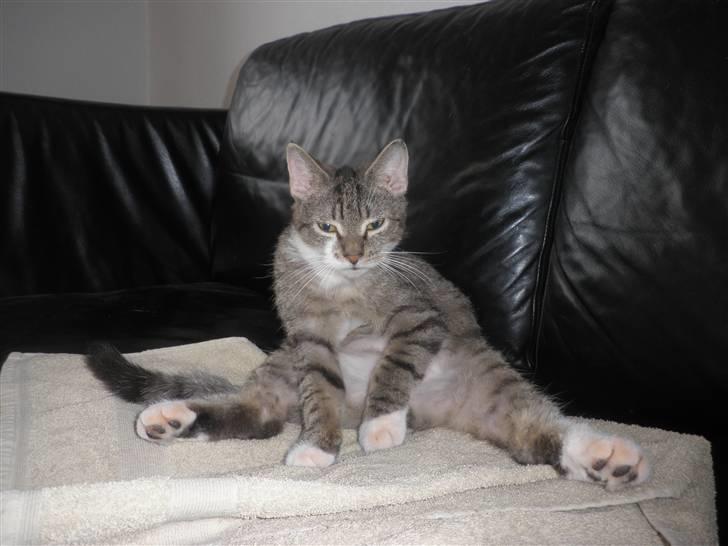 Blanding af racer Baloo - *NYT* billede 1