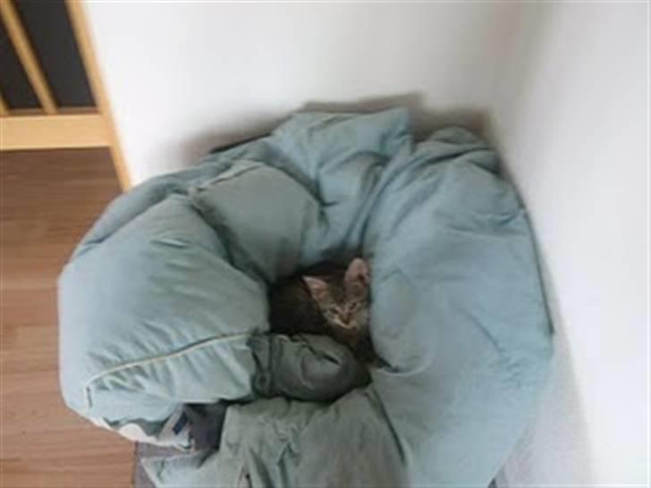 Blanding af racer Baloo - Baloo som lille ;) billede 2