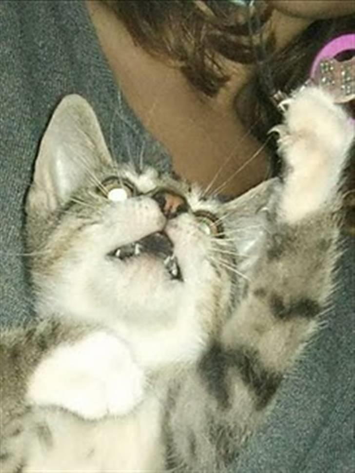 Blanding af racer Baloo - En legesyg Baloo billede 3