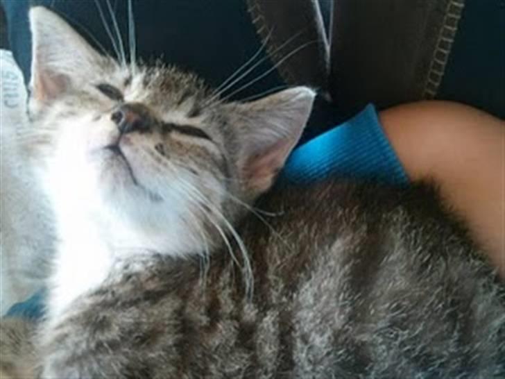 Blanding af racer Baloo billede 4