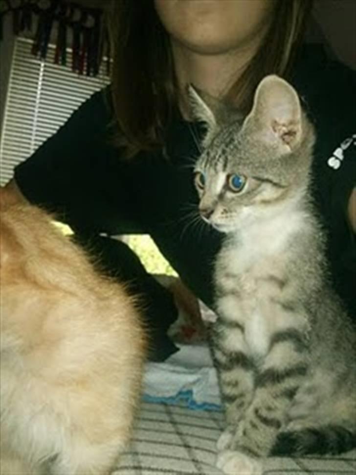 Blanding af racer Baloo billede 5