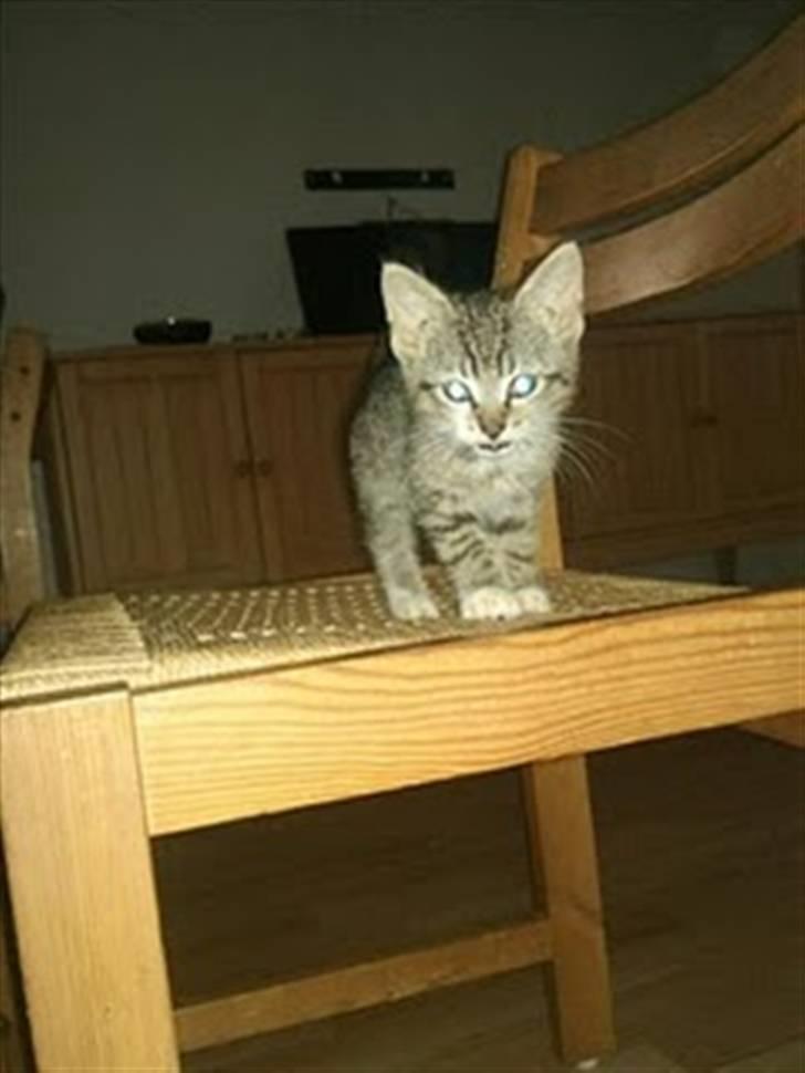 Blanding af racer Baloo - Hihi mini baloo billede 6