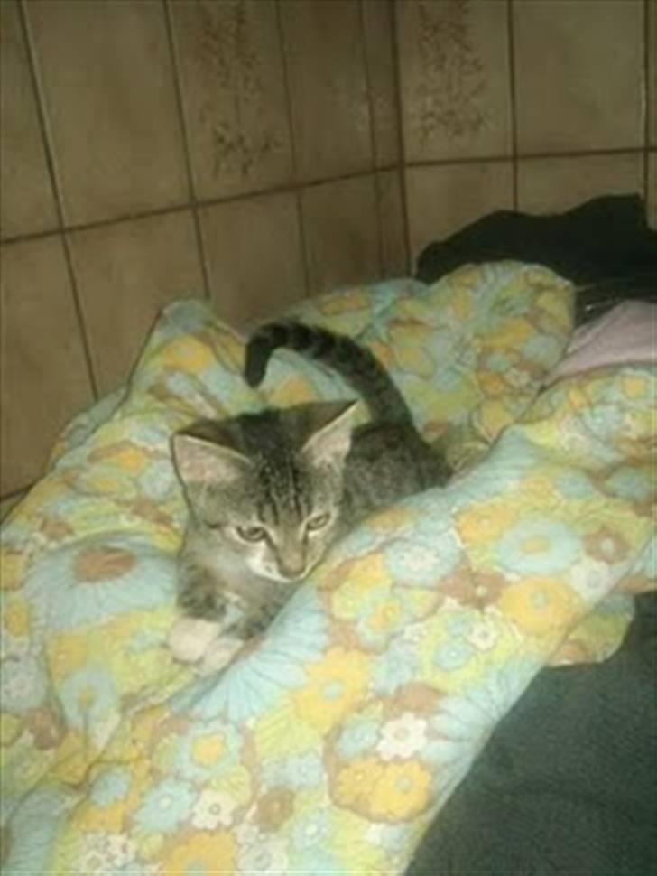 Blanding af racer Baloo billede 7