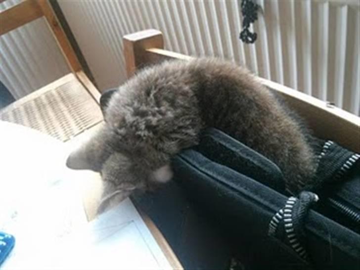 Blanding af racer Baloo - Baloo i min fars arbejds taske billede 8