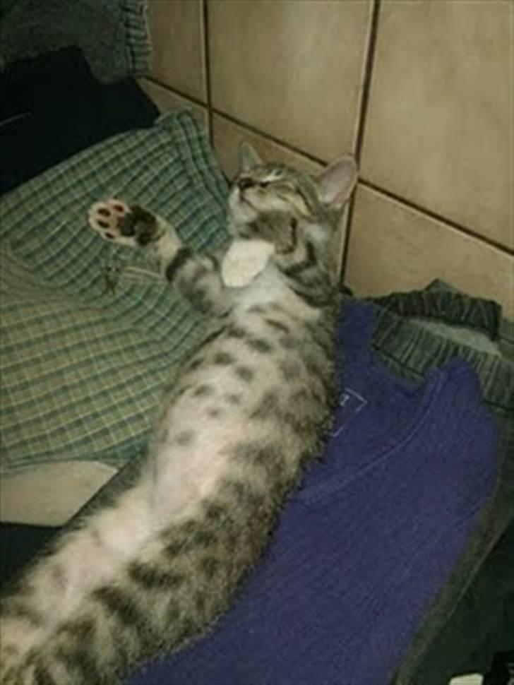 Blanding af racer Baloo billede 9