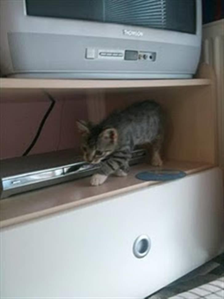 Blanding af racer Baloo billede 10