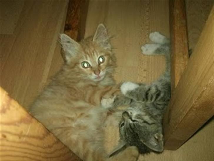 Blanding af racer Baloo billede 11