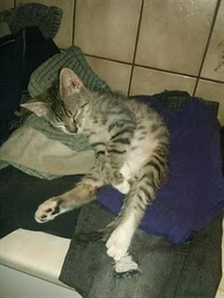 Blanding af racer Baloo billede 12