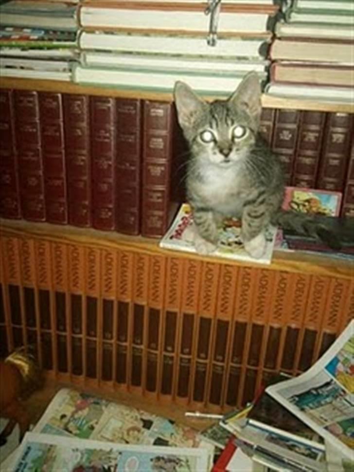 Blanding af racer Baloo billede 13