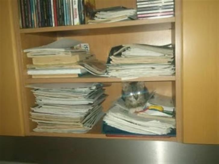 Blanding af racer Baloo billede 14