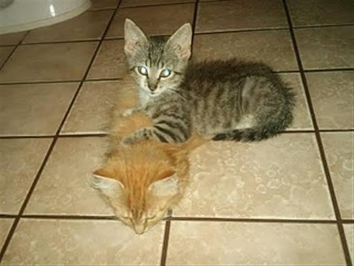 Blanding af racer Baloo billede 15