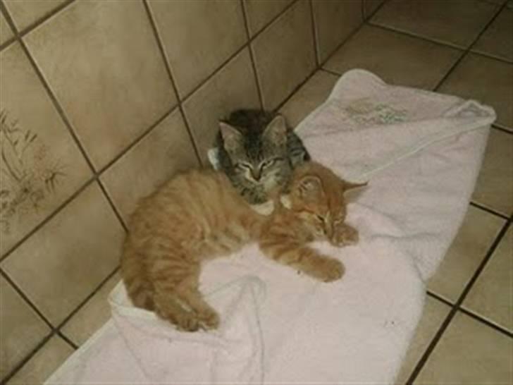 Blanding af racer Baloo billede 16