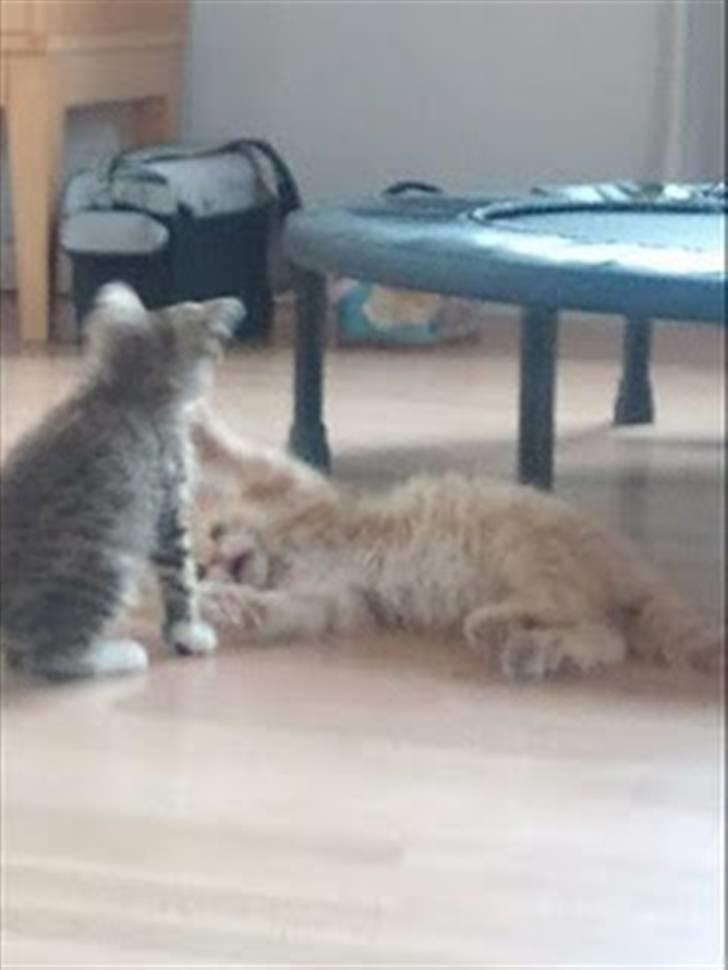 Blanding af racer Lion billede 19