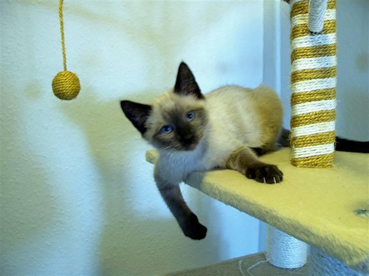 Ragdoll Fenris billede 18