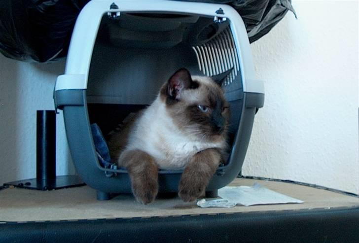 Ragdoll Fenris - 36 uger og 5,9 kg billede 19