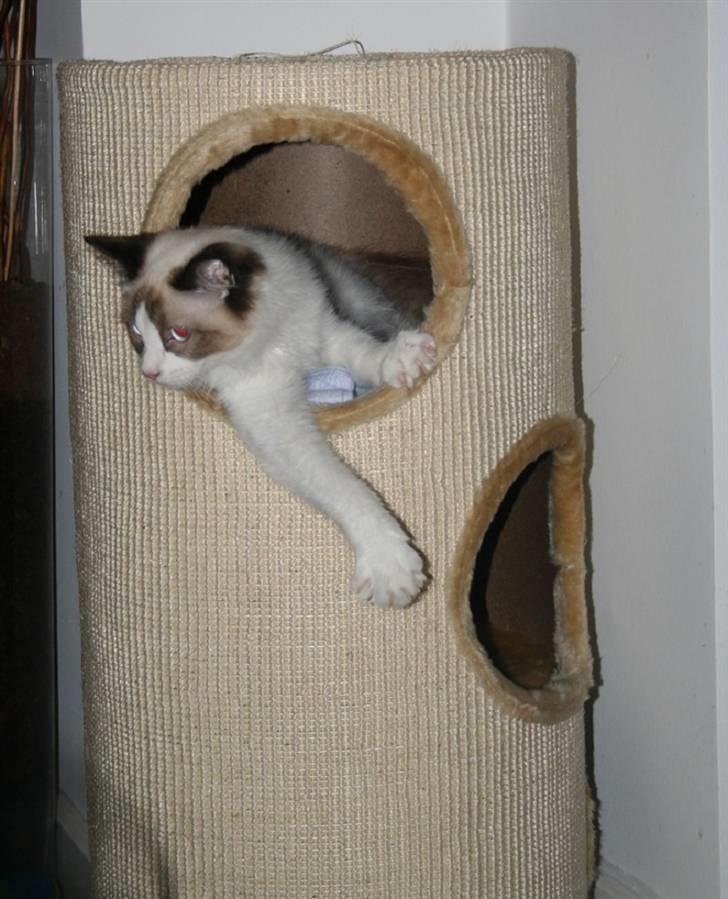 Ragdoll Black Baron á Chardani   billede 3