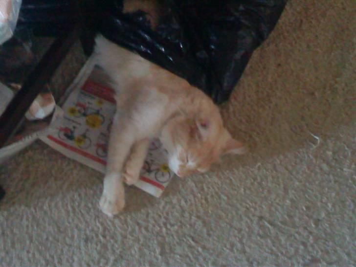 Norsk Skovkat Manse - Faldt i søvn i avis sækken:) billede 8