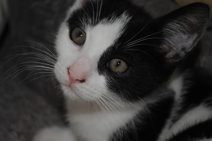 Huskat robert billede 8