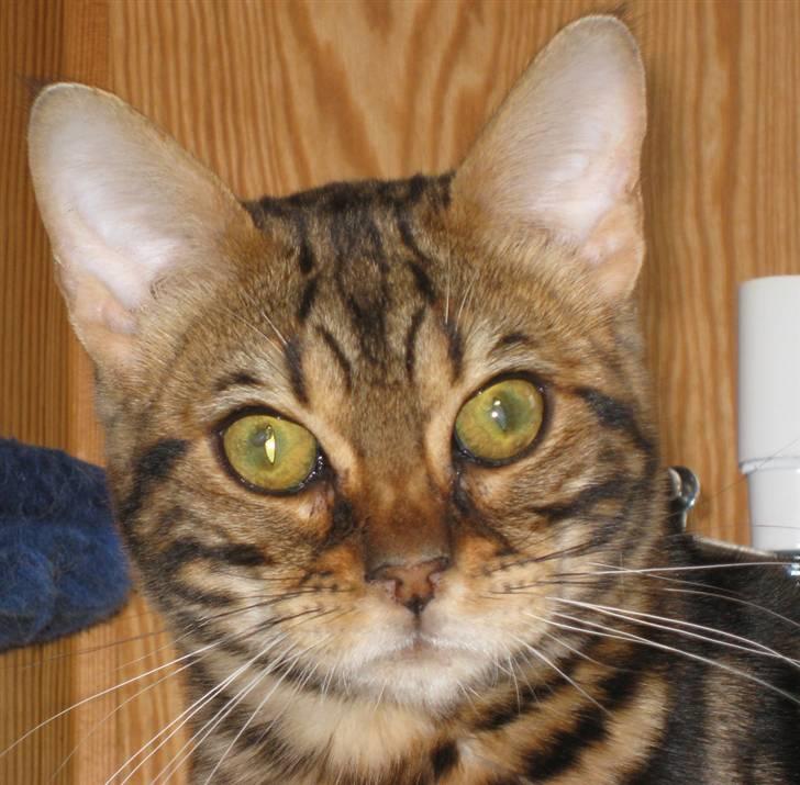 Bengal DK Northern Feline Asuri billede 9