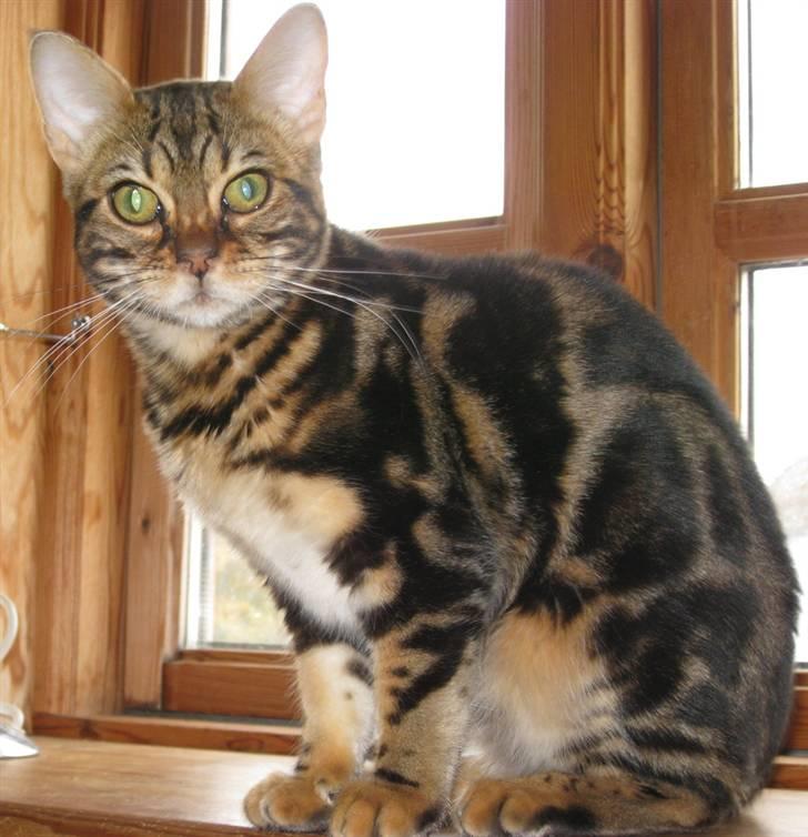 Bengal DK Northern Feline Asuri billede 10