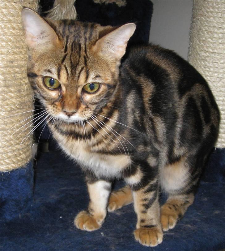 Bengal DK Northern Feline Asuri billede 11