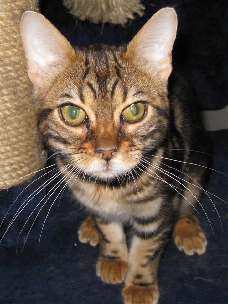 Bengal DK Northern Feline Asuri billede 12