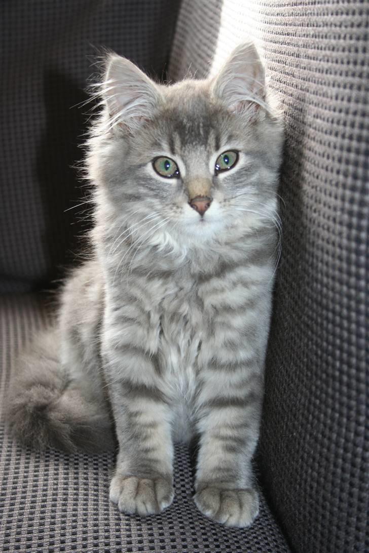 Blanding af racer Trold billede 13