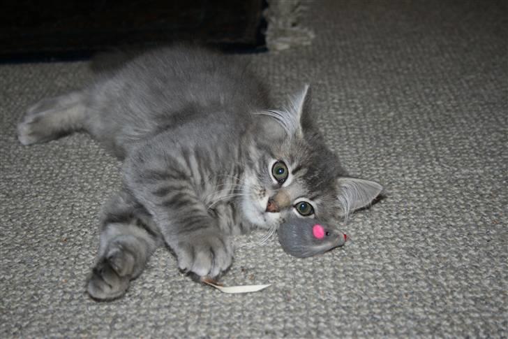 Blanding af racer Trold billede 14