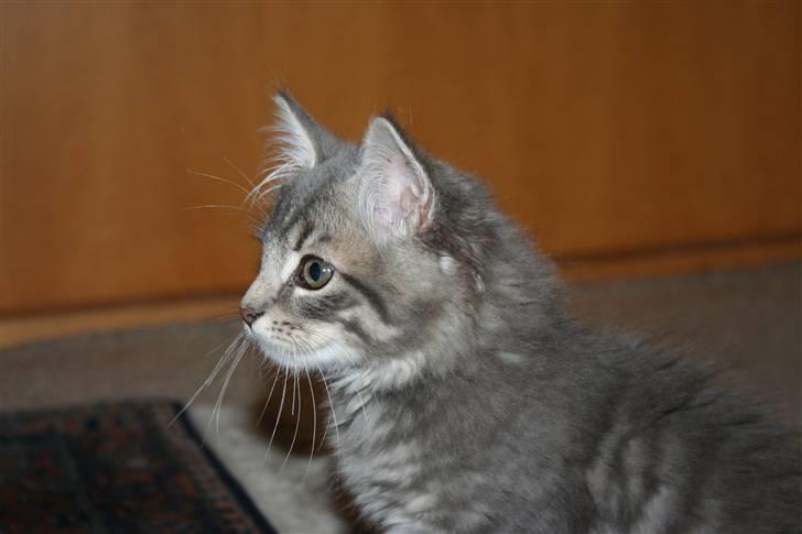 Blanding af racer Trold - Hov - hvad var det?? billede 15