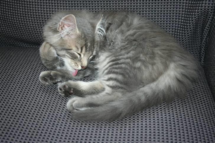 Blanding af racer Trold - Så skal der gøres hovedrent billede 16