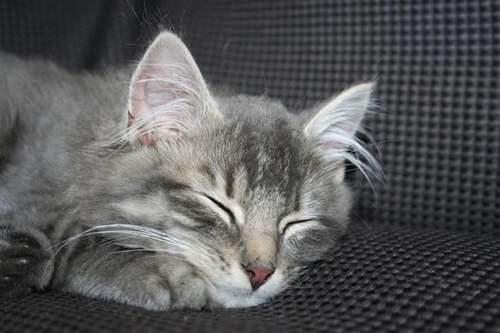 Blanding af racer Trold - En træt kat billede 17