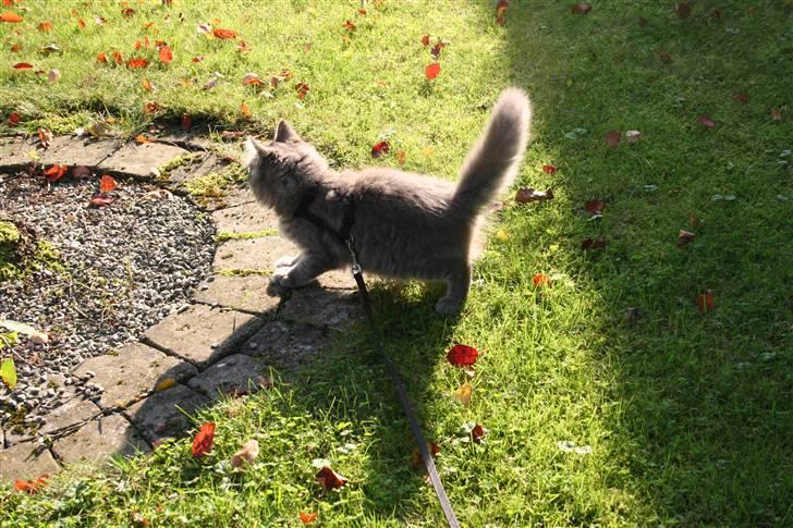 Blanding af racer Trold billede 18