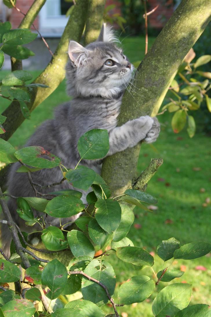 Blanding af racer Trold billede 19